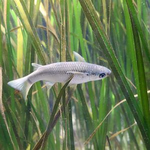 Hornlip Mullet (Plicomugil labiosus)