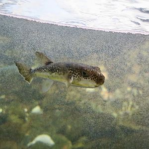 Grass Puffer (Takifugu niphobles)