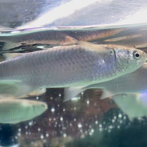 Fringelip Mullet (Crenimugil crenilabis)