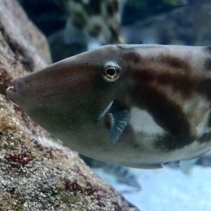 Black Scraper (Thamnaconus modestus)