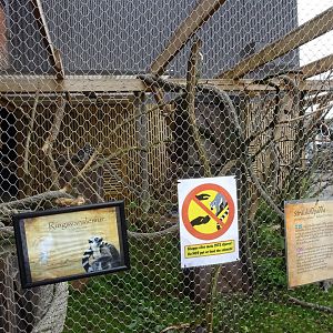 Tropikariet - Outdoor lemur exhibit