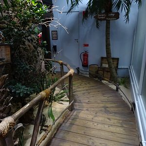 Tropikariet - Madagascar - Giant chameleon exhibit