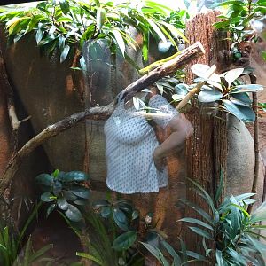 Tropikariet - Madagascar - Giant day gecko exhibit