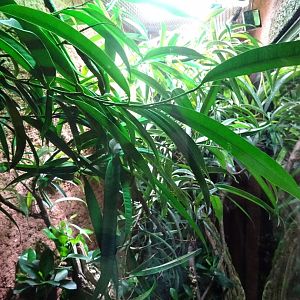 Tropikariet - Madagascar - Panther chameleon exhibit