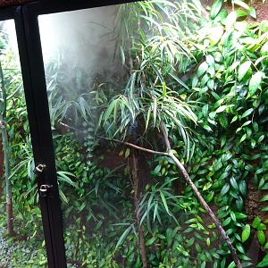 Tropikariet - Madagascar - Snake exhibit