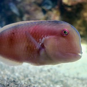 Blackspot Razorfish (Iniistius dea)