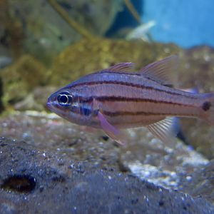 Doederlein's Cardinalfish (Ostorhinchus doederleini)