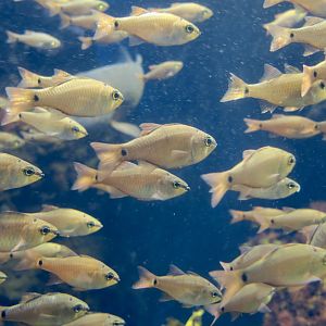 Spotnape Cardinalfish (Ostorhinchus notatus)