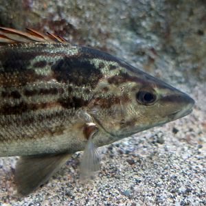 Sharpbeak Terapon (Rhynchopelates oxyrhynchus)