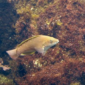 Bambooleaf Wrasse (Pseudolabrus sieboldi)
