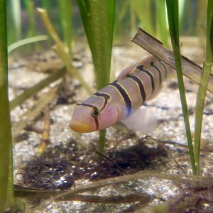 Serpentine Goby (Pterogobius elapoides)