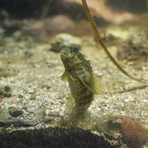 Stellar Rockskipper (Entomacrodus stellifer)