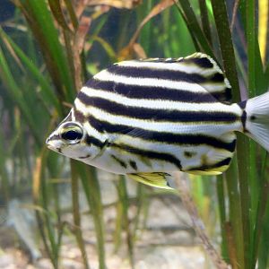 Stripey (Microcanthus strigatus)
