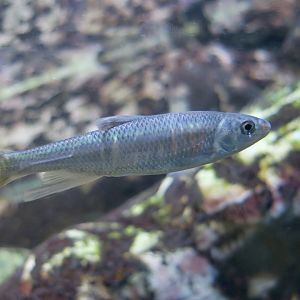 Pale Chub (Zacco platypus)