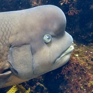 Asian Sheepshead Wrasse (Semicossyphus reticulatus)