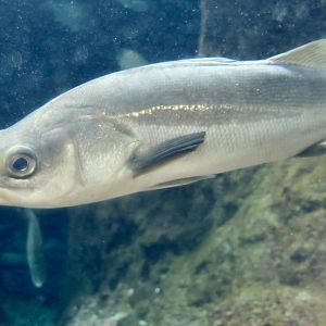 Japanese Sea Bass (Lateolabrax japonicus)