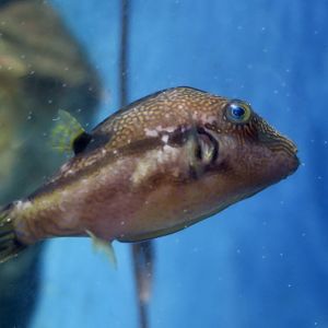 Brown-Lined Puffer (Canthigaster rivulata)