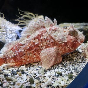 Smallmouth Scorpionfish (Scorpaena miostoma)