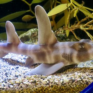 Japanese Bullhead Shark (Heterodontus japonicus) young