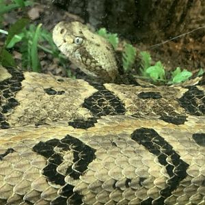 Timber Rattlesnake (Crotalus horridus)