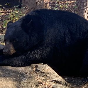 American Black Bear (Ursus americanus)
