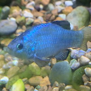 Desert Pupfish (Cyprinodon macularius)