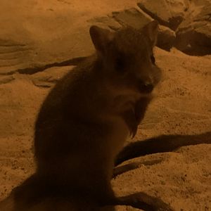 Brush-Tailed Bettong (Bettongia penicillata)