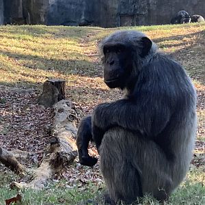 Chimpanzee (Pan troglodytes)