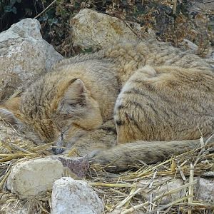 Arabian sand cat
