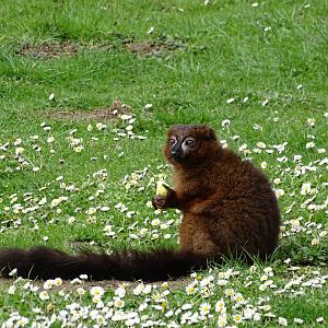 Red-bellied lemur