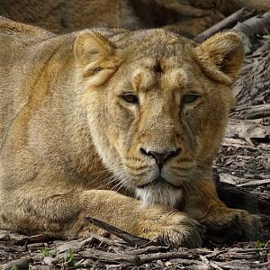 Asiatic lion