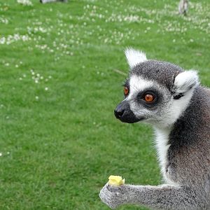 Ring-tailed lemur