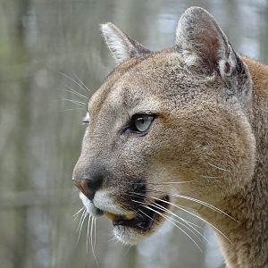 Cougar