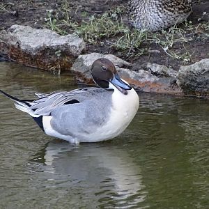 Northern pintail
