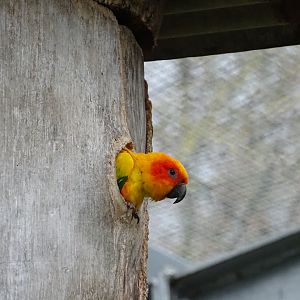 Sun conure