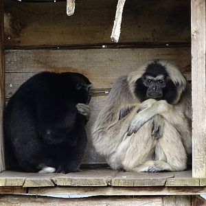 Pileated gibbon