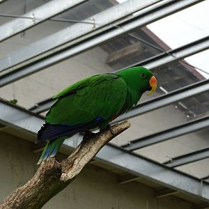 Moluccan eclectus