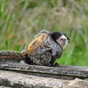 White-headed marmoset