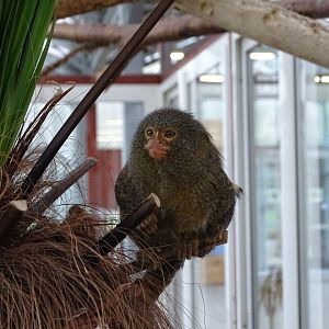 Pygmy marmoset