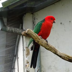 Australian king parrot