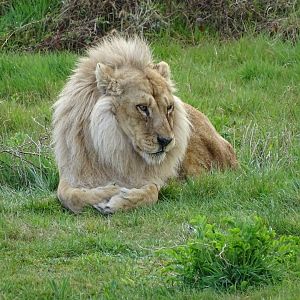 Southeast african lion