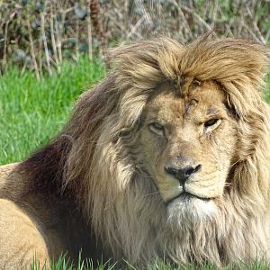 Barbary lion