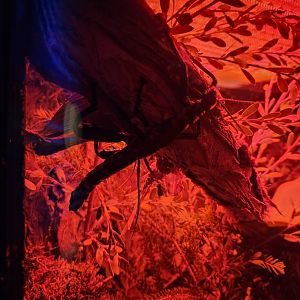 Lord Howe Island Stick Insect