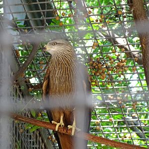 Black kite (Milvus migrans)