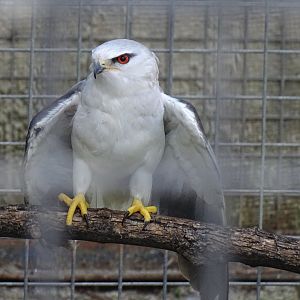 Black-winged kite (Elanus caeruleus)