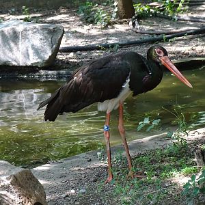 Black stork (Ciconia nigra)