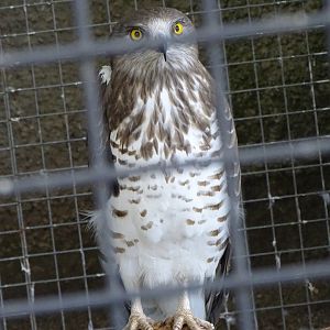 Short-toed snake eagle (Circaetus gallicus)