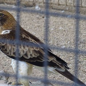 Booted eagle (Hieraaetus pennatus)