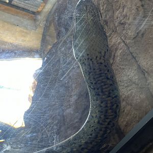 Pantanal-Green Anaconda