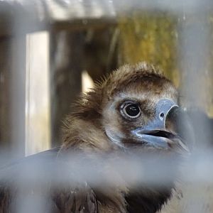 Cinereous vulture (Aegypius monachus)
